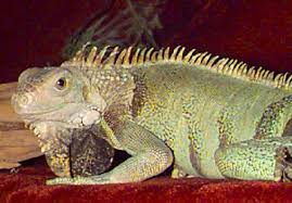 You can construct iguana cages outside your homes if you want to keep them healthy and active. Green Iguana Iguana Iguana Giant Green Iguana Facts And Care