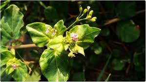 Image result for Boerhavia diffusa
