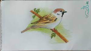 Check spelling or type a new query. Very Easy Way To Draw Sparrow Sketch How To Draw A Bird Step By Step Drawing Sparrow Youtube
