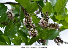 Image result for Millettia pinnata