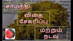 Scatter the seeds on top of the mix, then cover them with a very fine layer (less than ¼ inch (0.5 cm.)) of more medium. How To Grow Marigold From Seed In Tamil Herunterladen