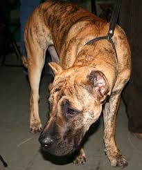 We did not find results for: Killer Dog Breed Banned Stuff Co Nz
