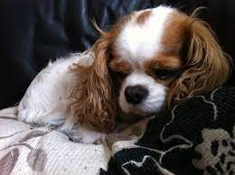 Blenheim Cavalier King Charles Spaniel Cavalier King Charles Dog King Charles Cavalier Spaniel Puppy King Charles Dog