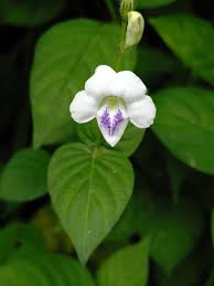 Image result for Asystasia intrusa