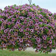 Image result for Barleria megalosiphon