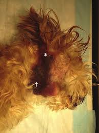 Image result for cuterebriasis in dogs