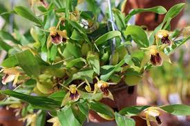 Image result for Diaphananthe sp.no.1. (Ball 657)