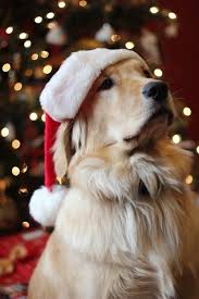 Check spelling or type a new query. Santa Dog Christmas Dog Christmas Animals Cute Dogs