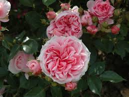 Rosa 'Dunham Massey'