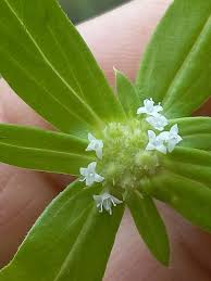 Image result for Spermacoce deserti