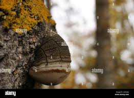 Image result for Phellinus igniarius