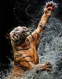 Tiger In Action Beautiful Styles Time Animals Beautiful Animals Amazing Animals