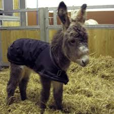 Check spelling or type a new query. Donkey Winter Coats Animals Winter Coat Winter