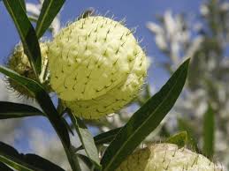 Image result for Gomphocarpus glaucophyllus