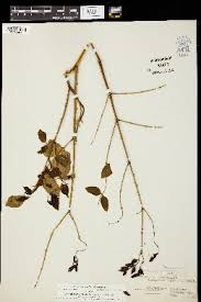 Image result for Caesalpinia glandulosopedicellata