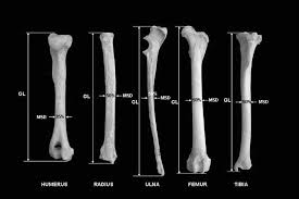 Sectional diagram of a long bone. Osteometric Measurements Of Long Bones Long Bone Descriptive Download Scientific Diagram