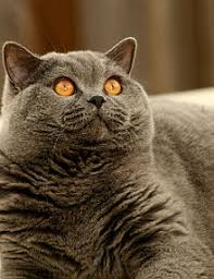 The breed features dense, plush short hair—with more hair per square inch than any other cat. British Shorthair Wikipedia