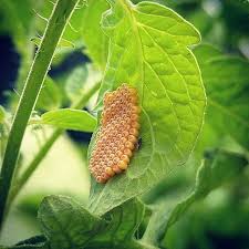 œufs De Punaise Sur Les Tomates Et Le Petit Insecte Noir Qui Tourne Autour C Est Une Guepe Parasite Qui Est Cense Pondre A Plant Leaves Permaculture Plants