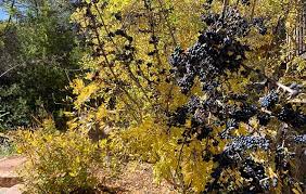 Image result for Priva curtisiae