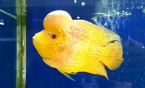 Where Do Flowerhorn Fish Come From Flowerhorn Fish Betta Fish Types Oscar Fish