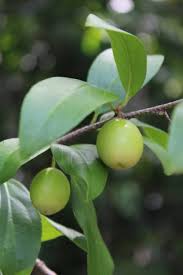 Image result for Olacaceae