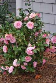 These Climb And Make Great Privacy Screens I Like The Flowers Too Camellias Camellia Plant Evergreen Plants Garden Shrubs