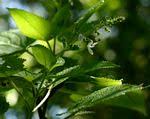Image result for Equilabium laxiflorum