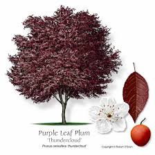 Healthy, mature plants · fedex direct to your home Ufei Selectree A Tree Selection Guide