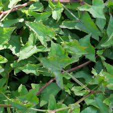 Image result for Rumex sagittatus