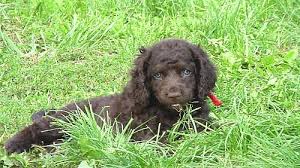 Image result for americký vodní španěl