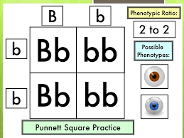 Choose your answers carefully after you have run the square. Punnett Square Practice 3 Spongebob Squarepants Https Encrypted Tbn0 Gstatic Com Images Q Tbn And9gcrkoaszyim Sanaytwvhhyrigkzhmtrib16djsymeynmbh8icv Usqp Cau Give The Genotypes And Phenotypes For The Offspring Jesstilldoll