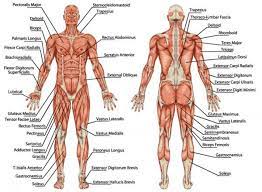 Pictured here are all the major muscle groups of the body. Front Squat Versus Back Squat Which One Is Best For You Body Muscle Chart Human Body Muscles Full Body Stretch