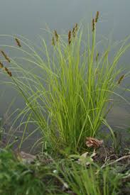 Image result for Teleiodes sequax