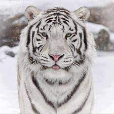 Siberian White Tiger Bengal Cat Wild Cats White Tiger