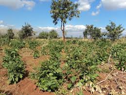 Image result for Markhamia obtusifolia