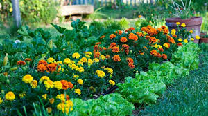 You can snip them as you're selecting. Why You Should Always Plant Flowers With Your Vegetables Southern Living