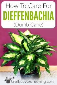 How To Care For Dieffenbachia Dumb Cane Common House Plants House Plant Care Plants