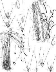 Image result for Ctenium newtonii