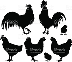 Detailed Quality Vector Silhouettes Of Chickens Hens Roosters And Rooster Silhouette Silhouette Portrait Projects Animal Silhouette