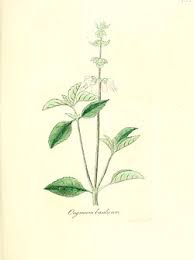 Image result for Ocimum basilicum