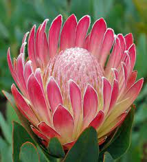 Pin On Protea
