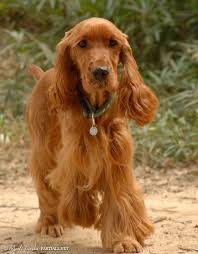 pin von jorge morales auf razas de perro dog breeds cockerspaniel hundehutte tiere