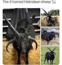 The 4 Horned Hebridean Sheep 3 Ifunny Funny Animals Animals Beautiful Weird Animals
