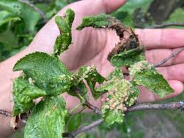 Image result for puklice švestková obrázek