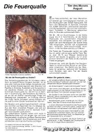 Ich habe 3 zooseiten gewählt (tierpark hagenbeck, tierpark hellabrunn und walterzoo) und dort mussten sich die sus. Die Feuerqualle Gefahrliche Schonheit In Der Nordsee