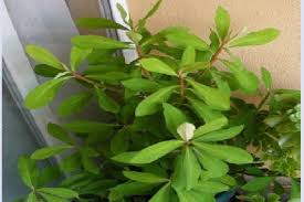 Image result for Synadenium grantii