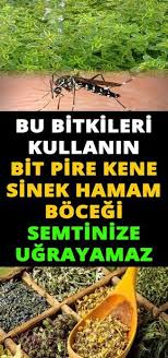 Pin By Aysim Feyzioglu On Bilgi Insect Repellent Plants Plants Herbalism
