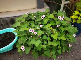 Image result for Ipomoea batatas pots