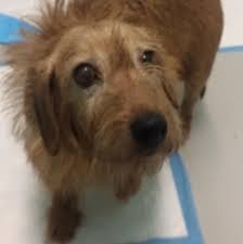 Check spelling or type a new query. Grant Reports For Shelter Id Nj113 Petfinder Foundation