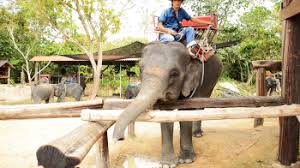 Pengalaman ini sangat berharga !. Harga Elephant Trekking Krabi